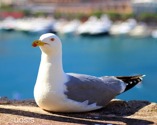 Seagull at the Port Hercule of Monaco
