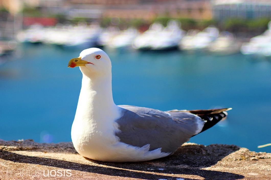 Seagull at the Port Hercule of Monaco
